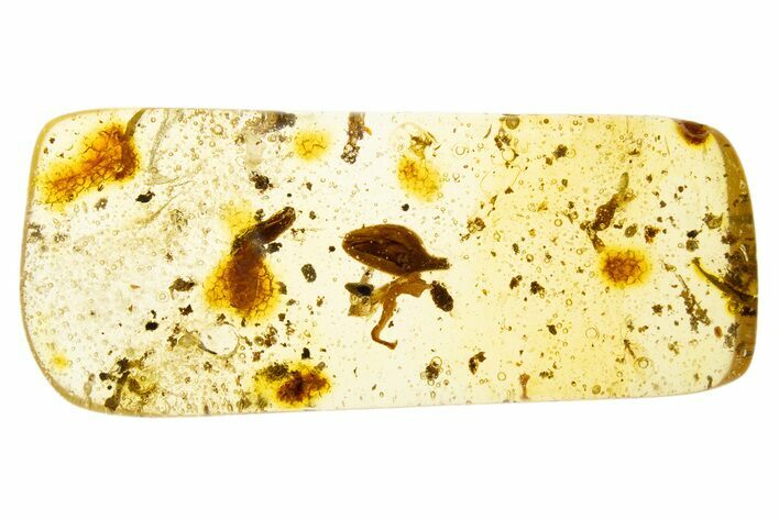 Polished Colombian Copal ( g) - Contains Flower Bud! #304268